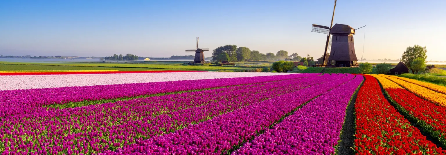 Uitgestrekte tulpenvelden met twee authentieke windmolens op de achtergrond in dit Nederlandse vergezicht.